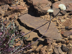 Bolandia pinnatifida