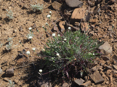 Bolandia pinnatifida