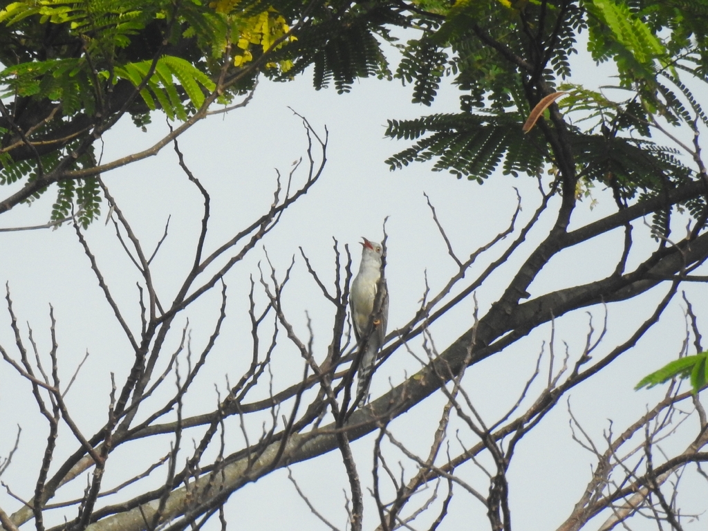 Plaintive Cuckoo (Cacomantis merulinus)