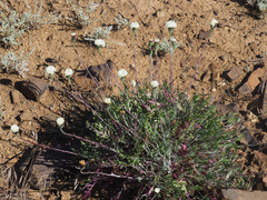 Bolandia pinnatifida