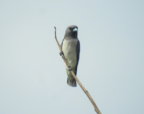 Artamus leucorhynchos