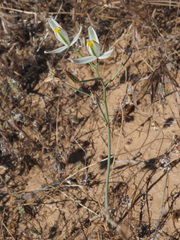 Albuca longipes