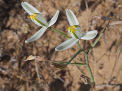 Albuca longipes