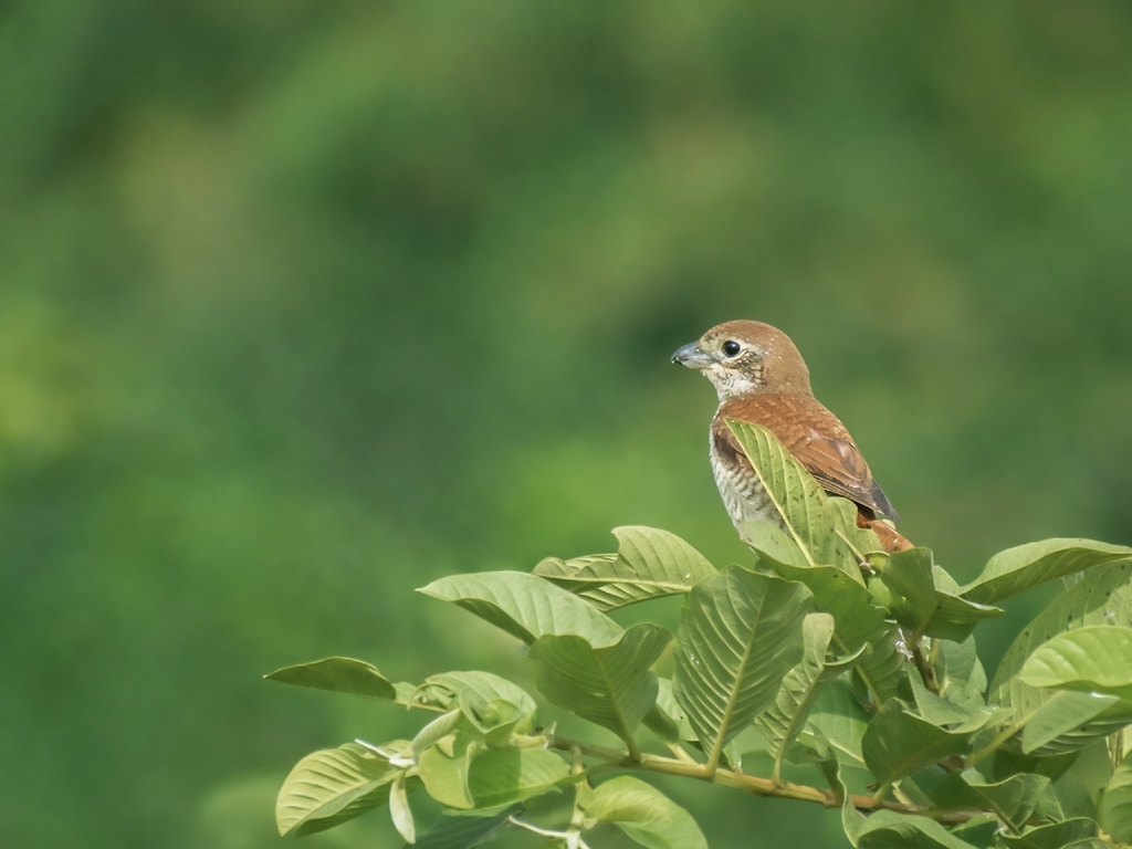 Tiger Shrike (Lanius tigrinus)