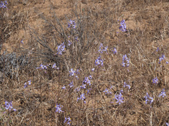 Cyanella hyacinthoides