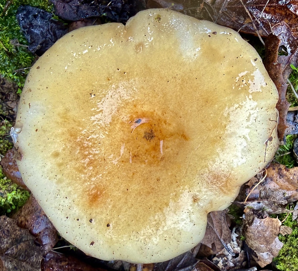 Lactarius alnicola · January 2026 · photo: © hllrnnr (iNaturalist, cc0)