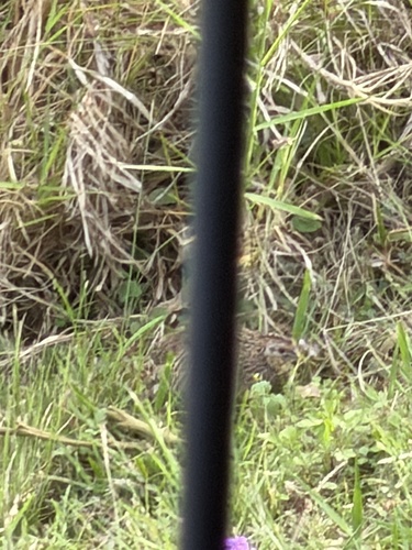 Brown Quail (Synoicus ypsilophorus), photo 4