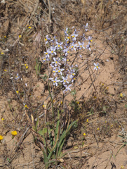 Cyanella hyacinthoides