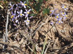 Cyanella hyacinthoides