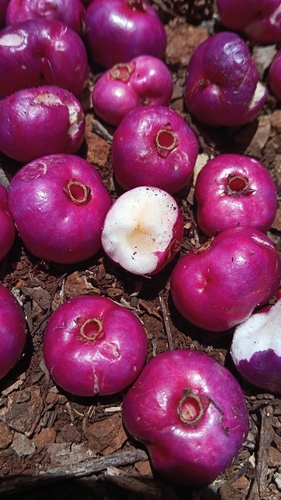 Syzygium crebrinerve, photograph 6