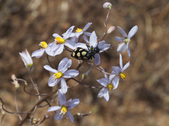 Cyanella hyacinthoides
