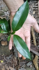 Syzygium crebrinerve, photograph (c) O.Neate, some rights reserved (CC BY-SA)