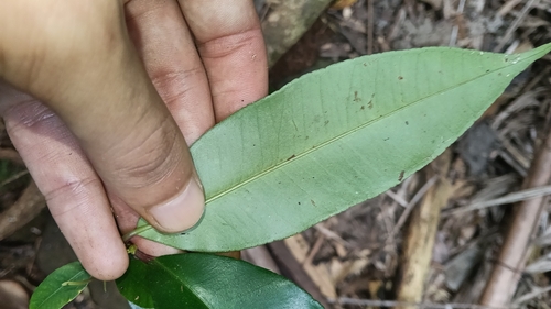 Syzygium crebrinerve, photograph 2