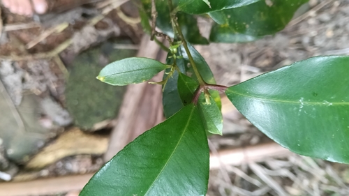 Syzygium crebrinerve, photograph 3
