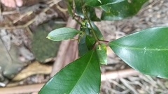 Syzygium crebrinerve, photograph (c) O.Neate, some rights reserved (CC BY-SA)