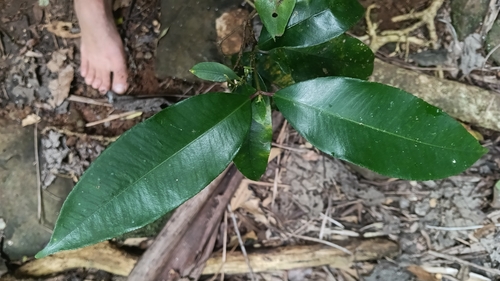 Syzygium crebrinerve, photograph 4