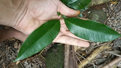 Syzygium crebrinerve, photograph 5