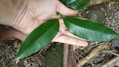 Syzygium crebrinerve, photograph (c) O.Neate, some rights reserved (CC BY-SA)