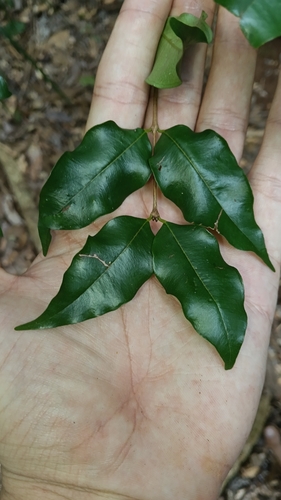 giant water gum (Syzygium francisii)