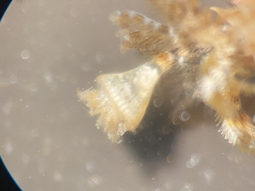 Kroontjesworm, Altona Bay, Williamstown, AU, photo 4 of 10