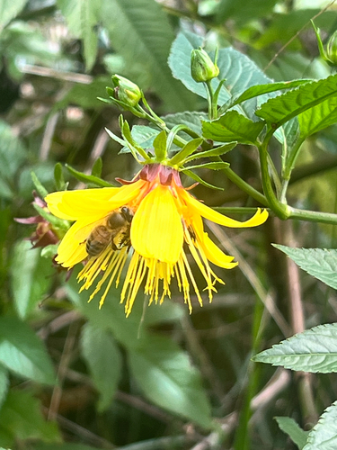 Bidens cosmoides observed 2026-01-07