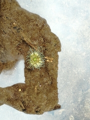 Aulactinia verrucosa