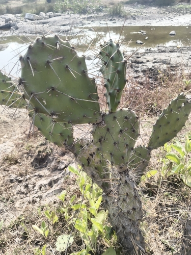 Tall Pricklypear