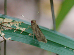 Erionota acroleuca apicalis