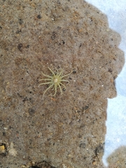 Aulactinia verrucosa