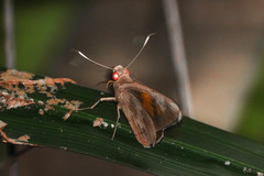Erionota acroleuca apicalis