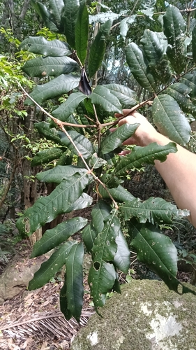 Ferny leaf Bosistoa (Bosistoa pentacocca)
