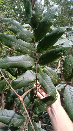 Bosistoa pentacocca, photograph 2