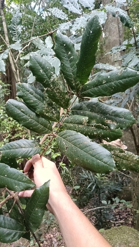 Bosistoa pentacocca, photograph 3