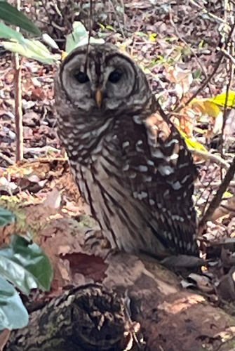 View observation of {o.common_name} on iNaturalist