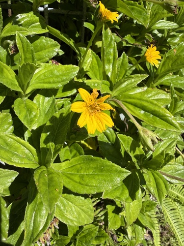 Sphagneticola trilobata observed 2026-01-07