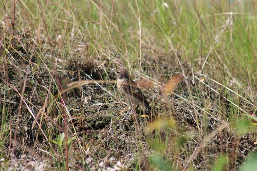 Siberian Stonechat (Saxicola maurus), photo 6