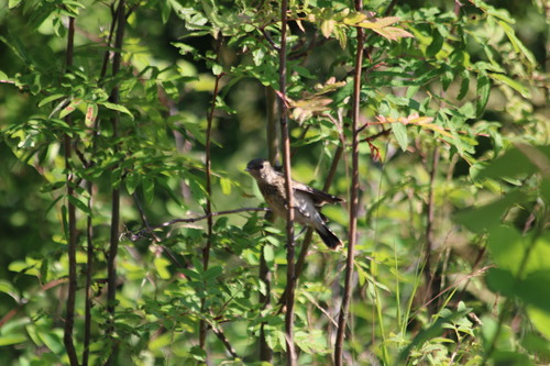 Siberian Stonechat (Saxicola maurus), photo 8