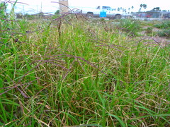 Cynodon dactylon dactylon