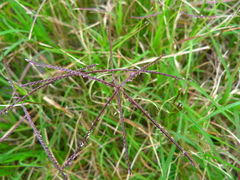 Cynodon dactylon dactylon