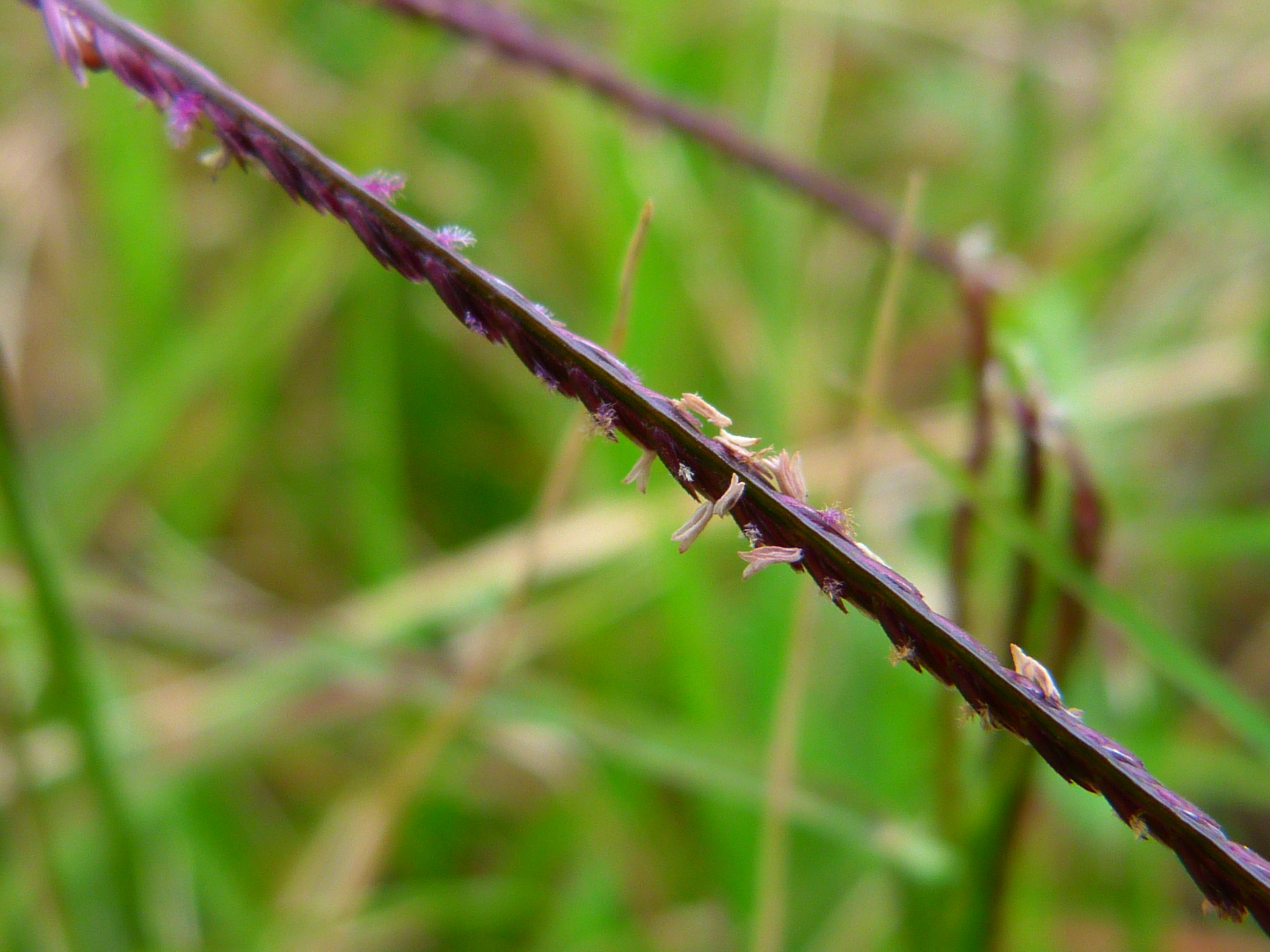 Cynodon dactylon var. dactylon