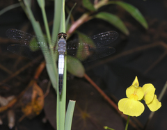 Brachydiplax farinosa