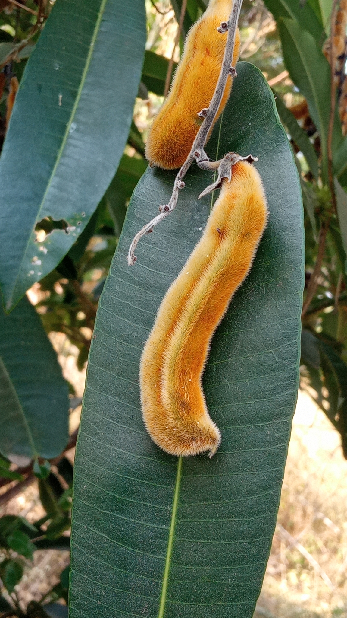 Imagem de mucunã