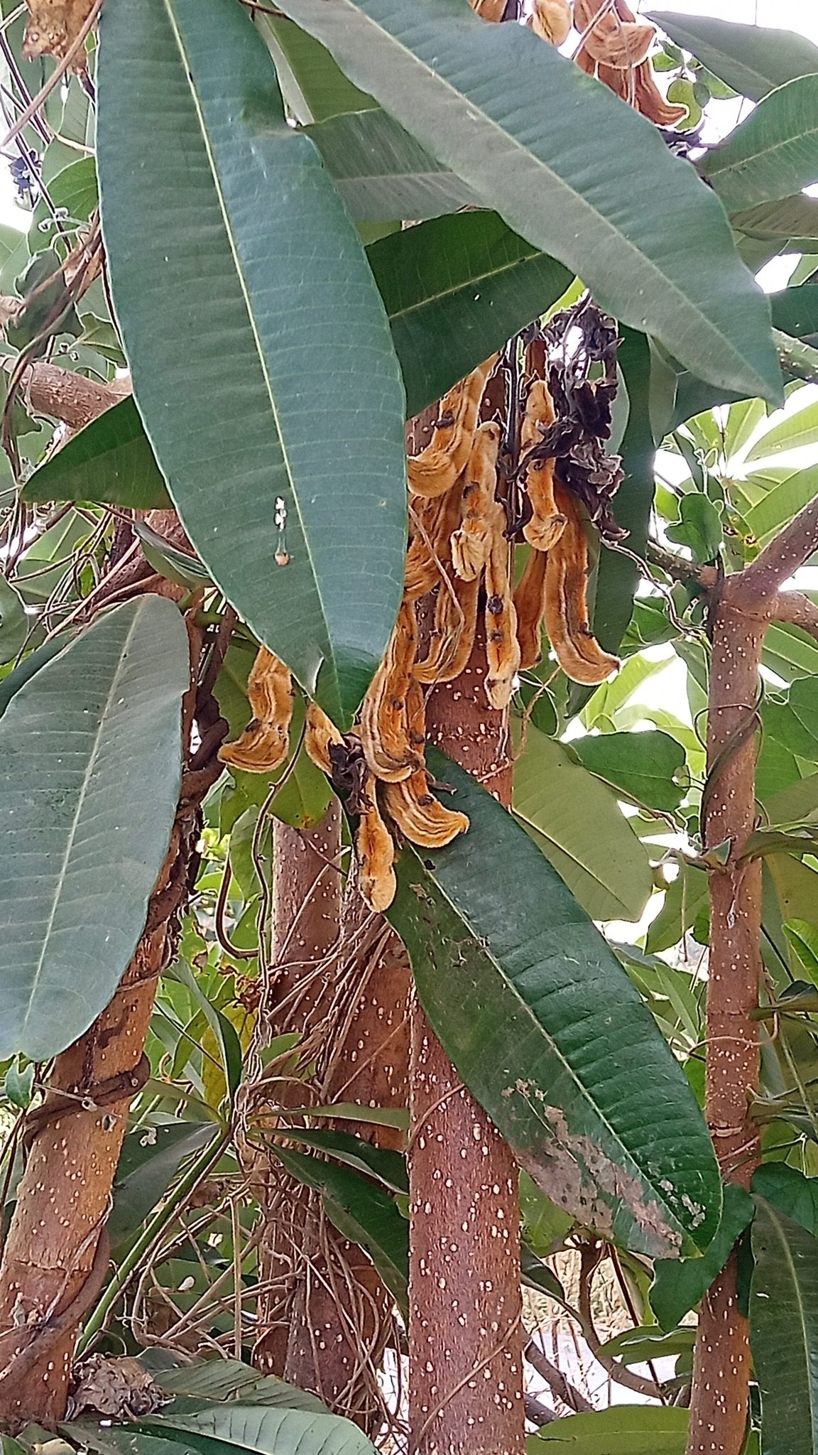 Imagem de mucunã