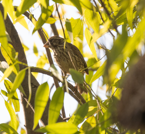 Streaky Seedeater (Crithagra striolata), photo 8