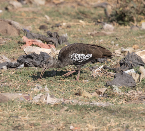 Wattled Ibis (Bostrychia carunculata), photo 8