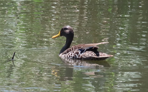 Yellow-billed Duck (Anas undulata), photo 4
