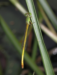 Ceriagrion indochinense