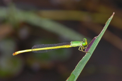 Ceriagrion indochinense