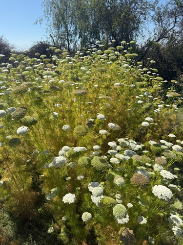 Khella (Visnaga daucoides)