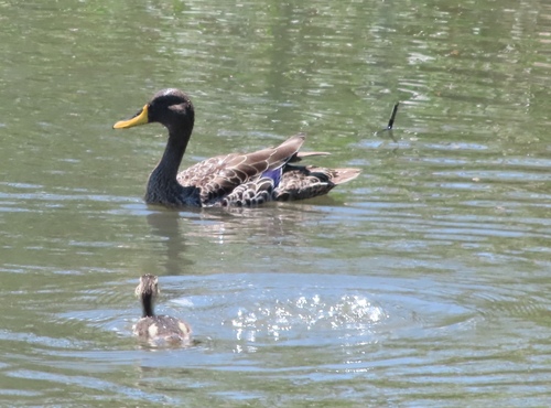Yellow-billed Duck (Anas undulata), photo 5